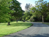 Sugar Maple Sapling